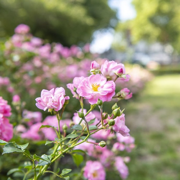 Stadtgarten Herne, Rosa Blüte im Vordergrund (vergrößerte Bildansicht wird geöffnet)