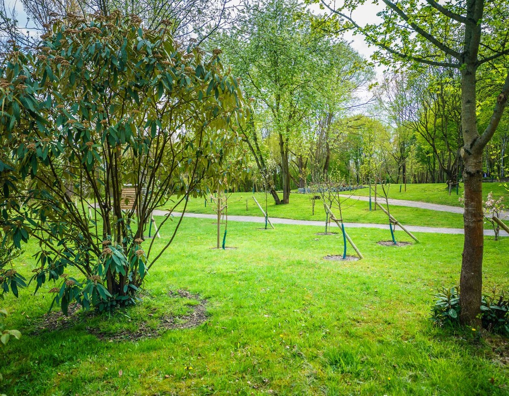 Junge Bäume an der Ökologischen Naturwiese des Revierparks Nienhausen in Gelsenkirchen.