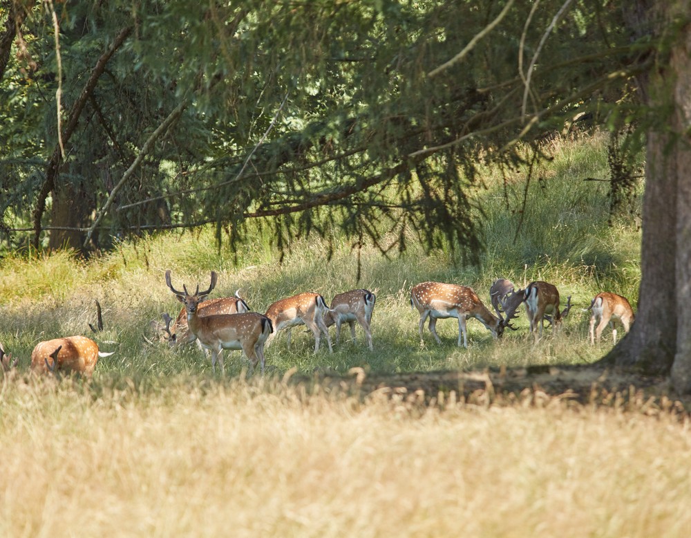 Wildpark in Dülmen