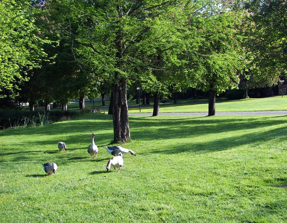 Gänse auf einer Wiese im Kurpark Bad Hermannsborn in Bad Driburg.