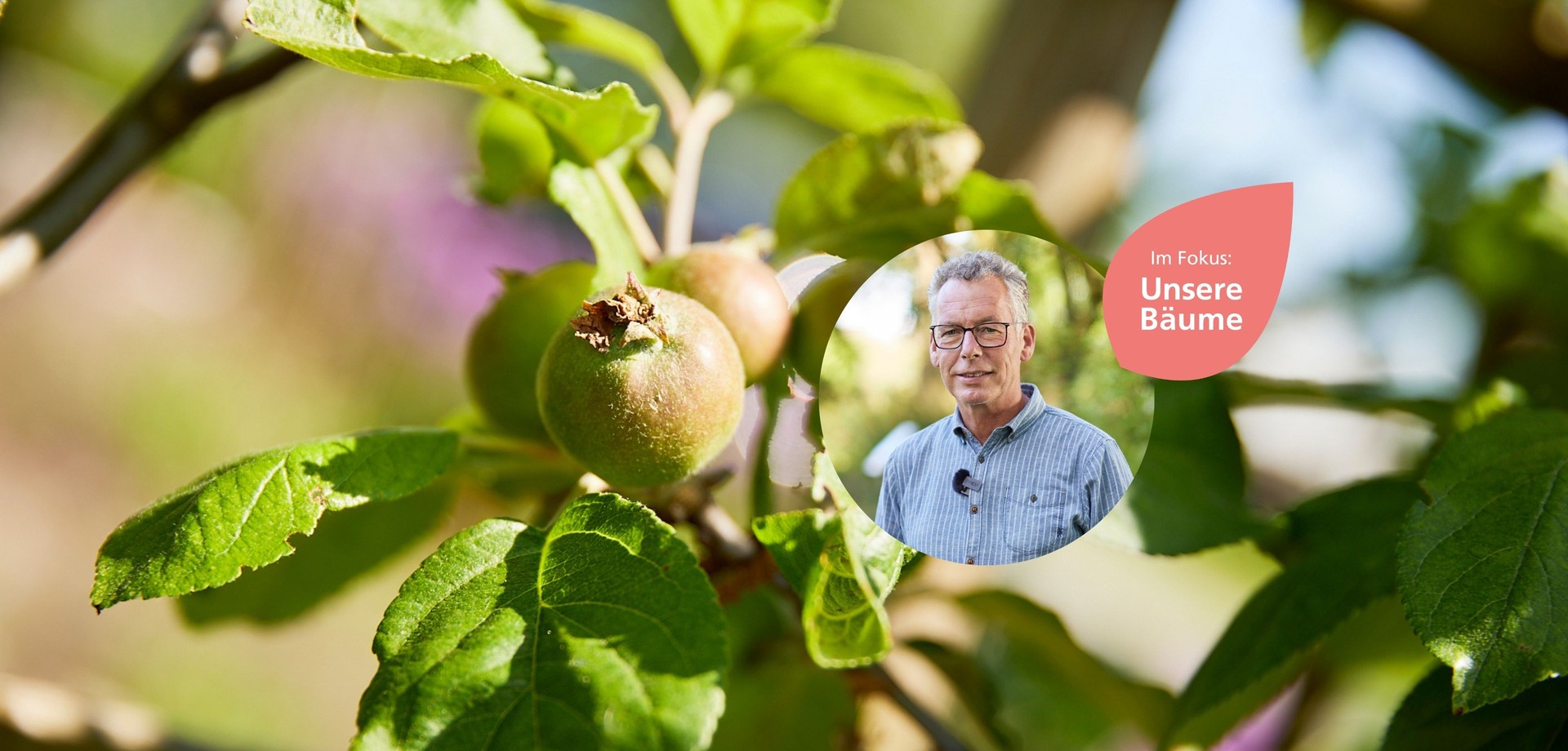 Ast von Apfelbaum, Klaus Krohme, "Im Fokus: Unsere Bäume""