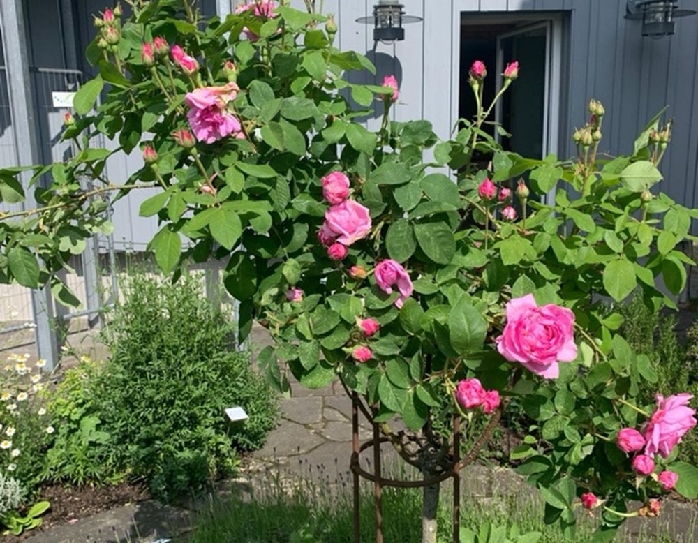 Hallenberg, Kräuterkümpchen