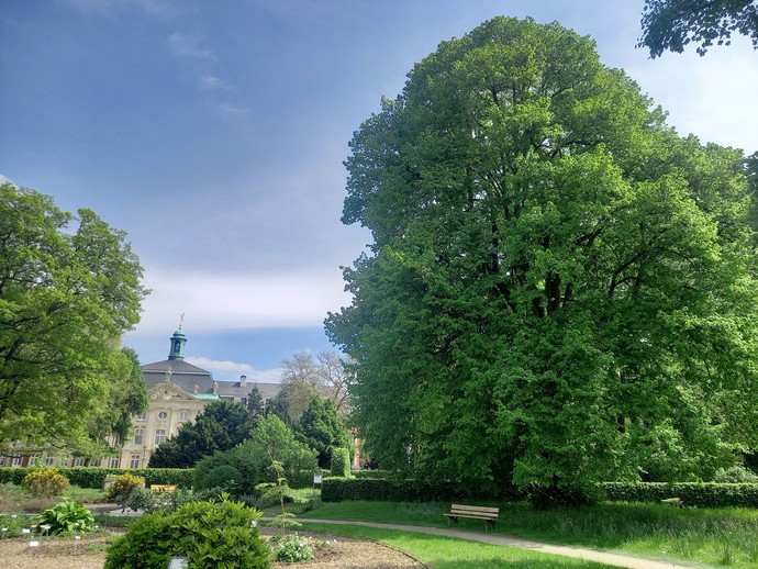 Naturdenkmal 1: Linde im Botanischen Garten Münster