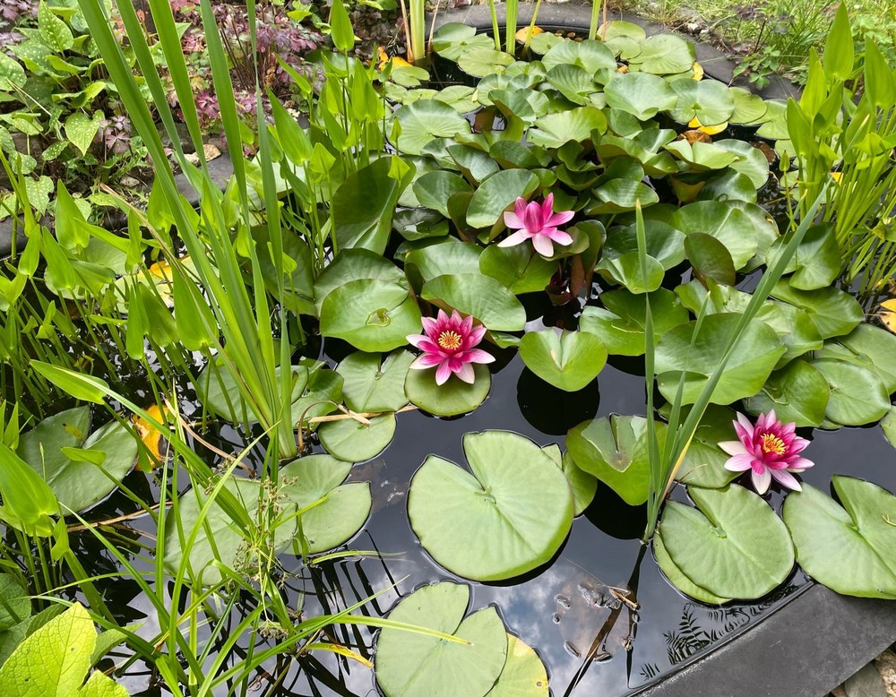 Garten Freizeitspaß und Artenreich