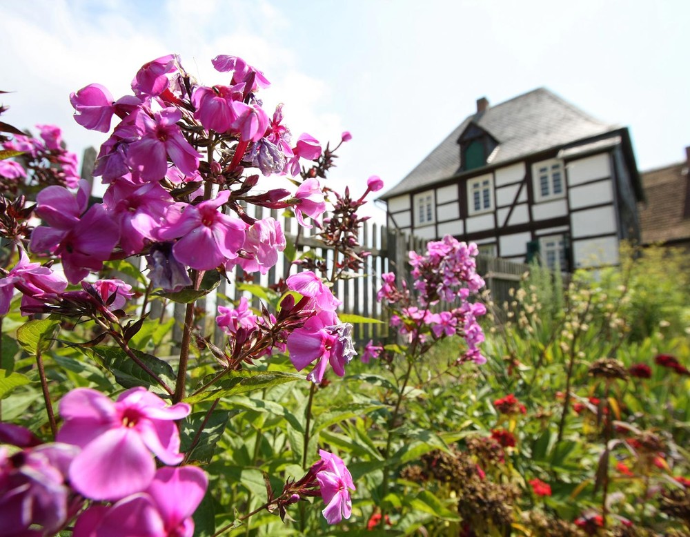 Pinkfarbige Stauden im Paderborner Dorf des LWL Freilichtmuseums Detmold.