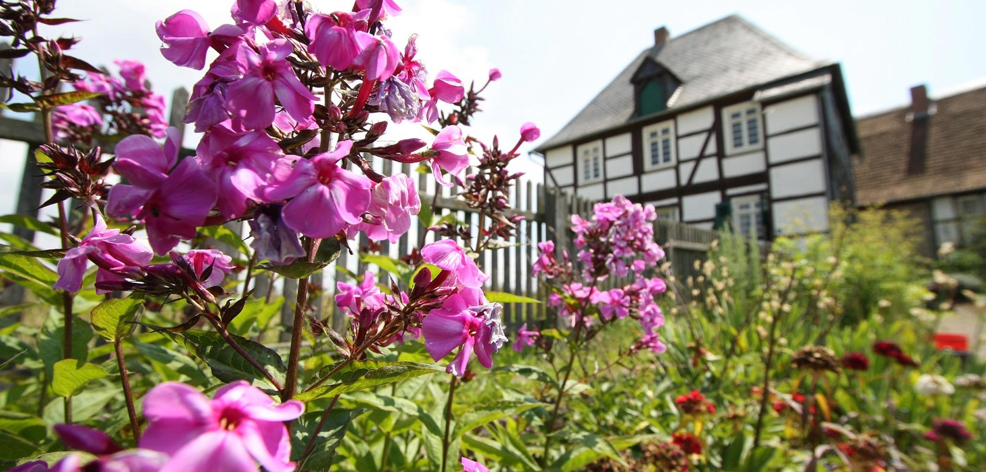 Pinkfarbige Stauden im Paderborner Dorf des LWL Freilichtmuseums Detmold.