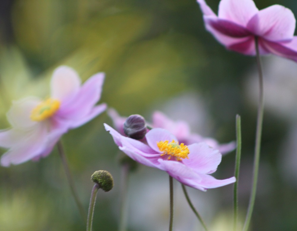 Essen, Garten am Nachtigallental, zartrosa Blüte