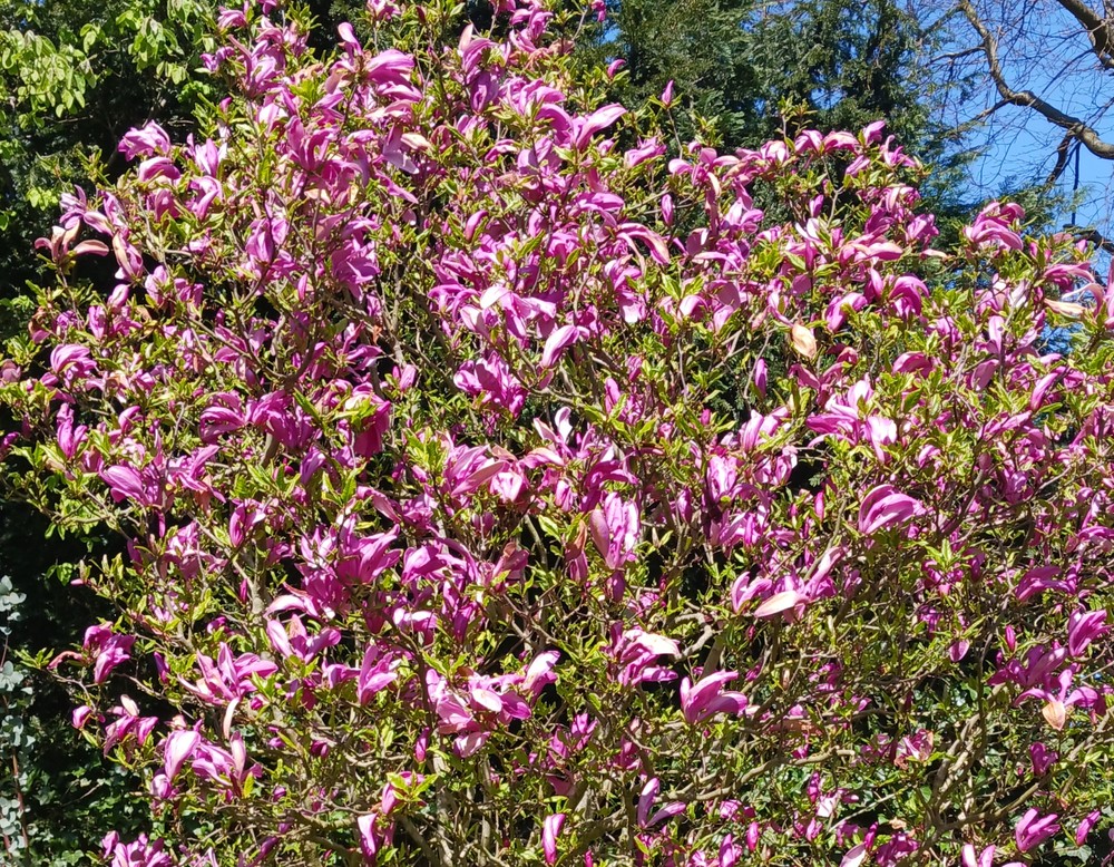 Dortmund, Garten Buchholz