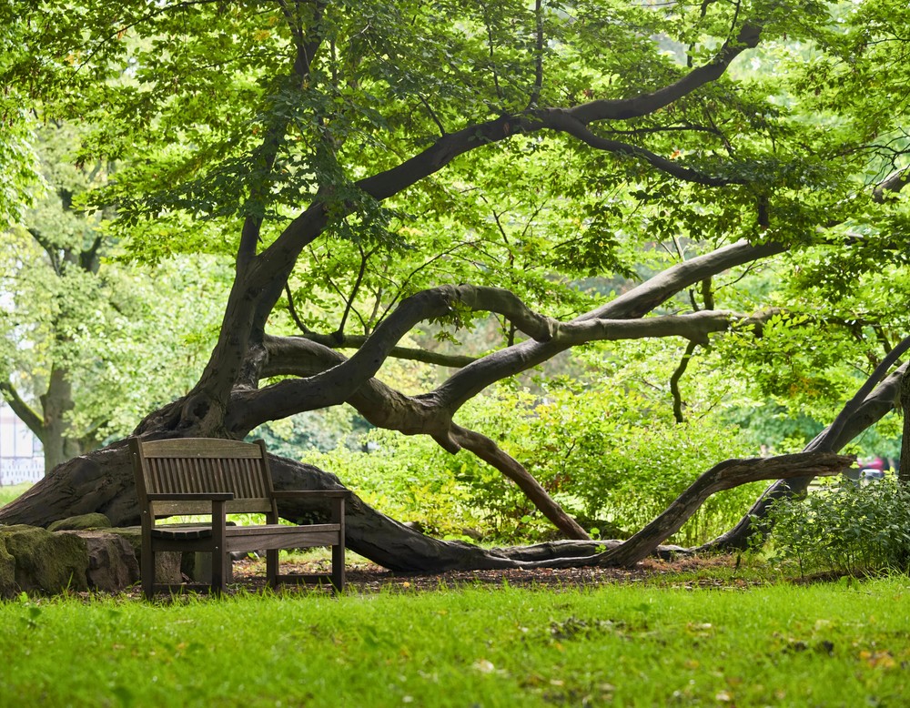 Baum mit Bank im Kurpark Bad Hamm