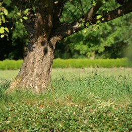 Meschede, Klostergarten der Abtei Königsmünster