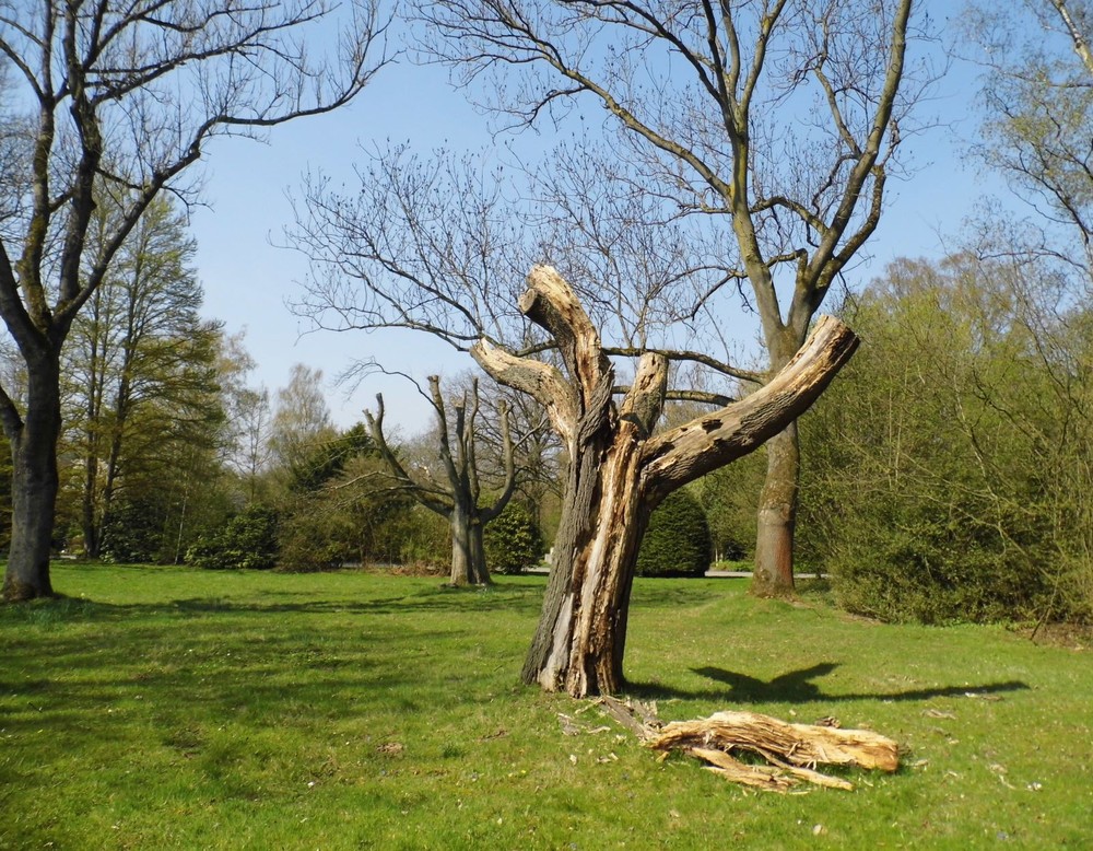 Hauptfriedhof Dortmund; abgebrochener Baum