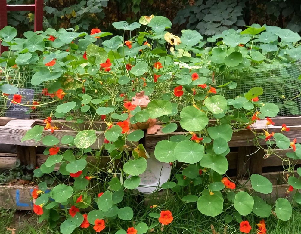 Campusgarten Grüne Beete