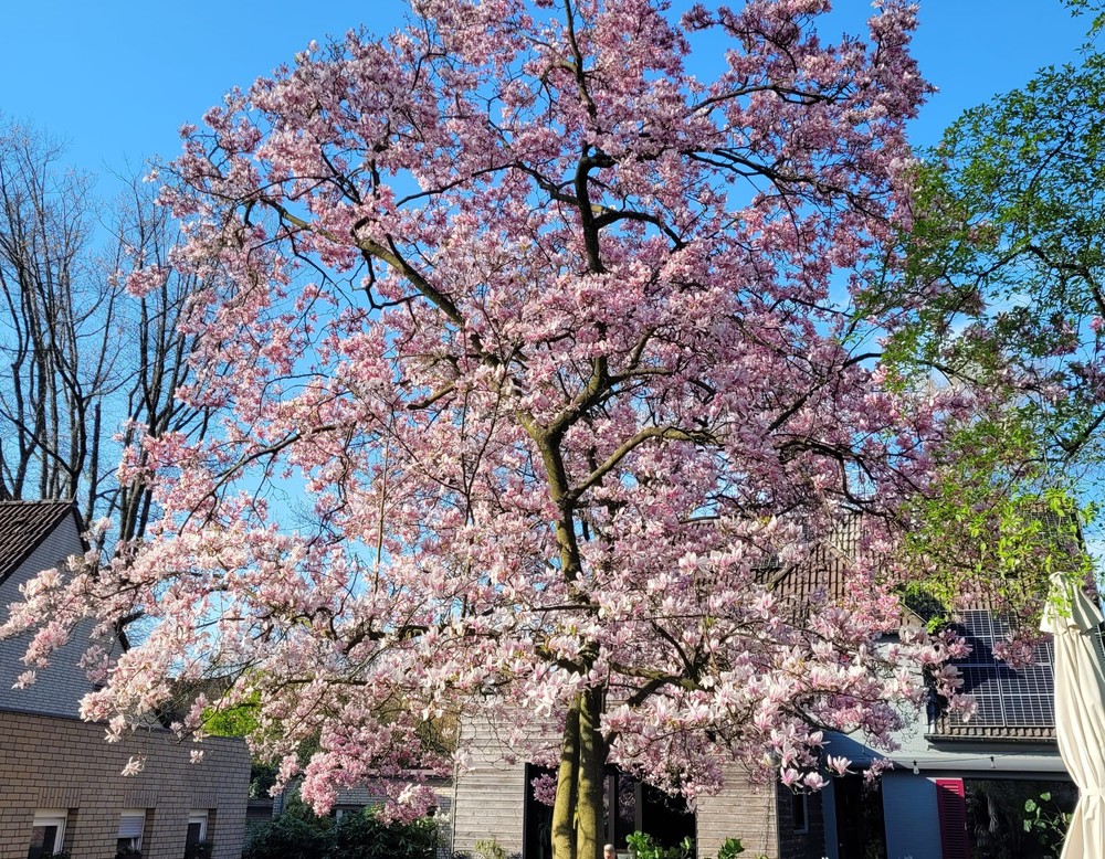 Mein wilder Stadtgarten