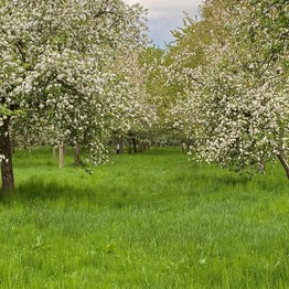 Rheda-Wiedenbrück, Grünflächen Rheda-Wiedenbrück