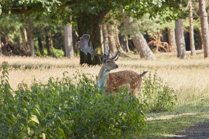 Wildpark in Dülmen