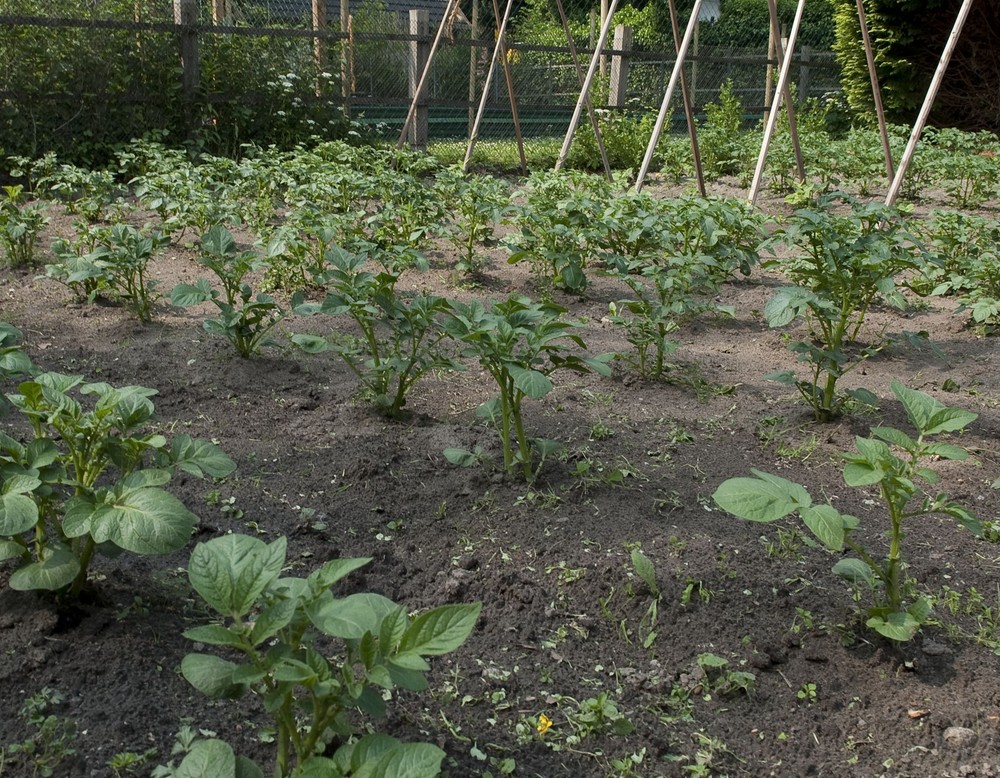 Dortmund, Arbeitergarten des LWL-Museum Zeche Zollern