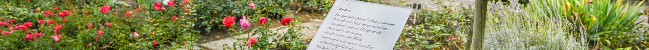Rosengarten Seppenrade in Lüdinghausen