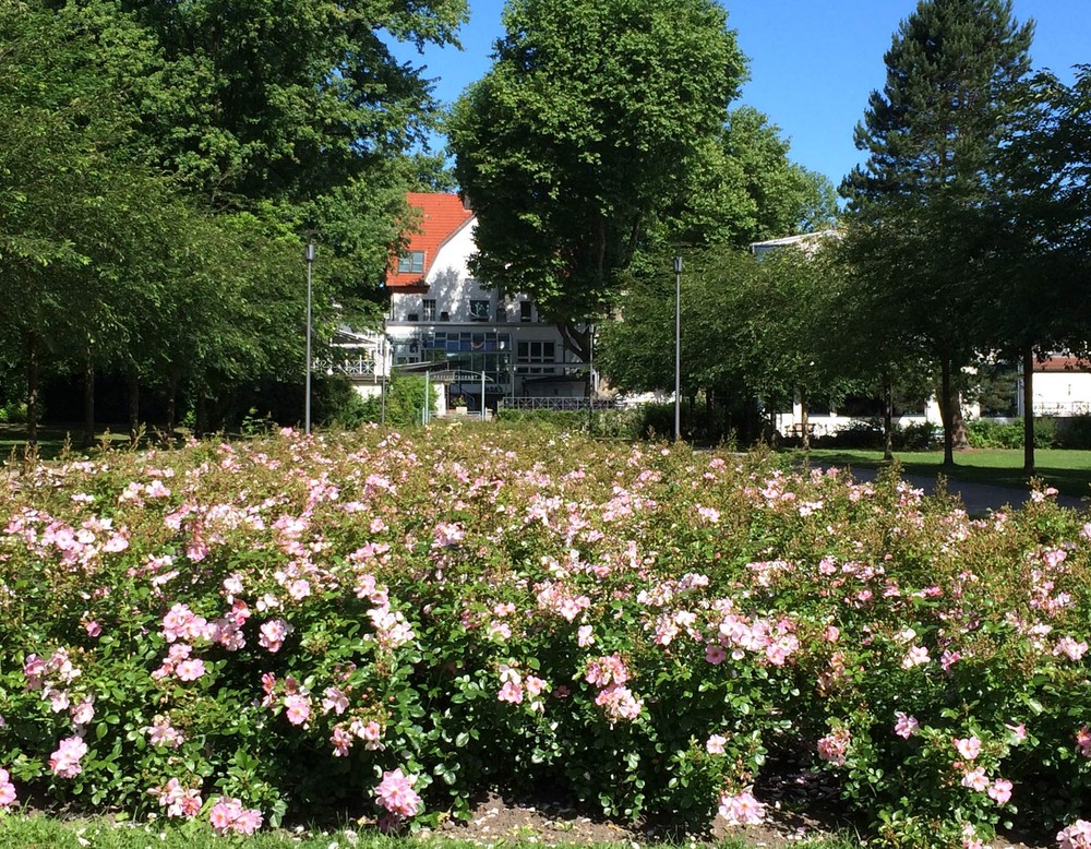 Zahlreiche Rosenbüsche, die zwischen den Zierkirschen der Allee liegen.