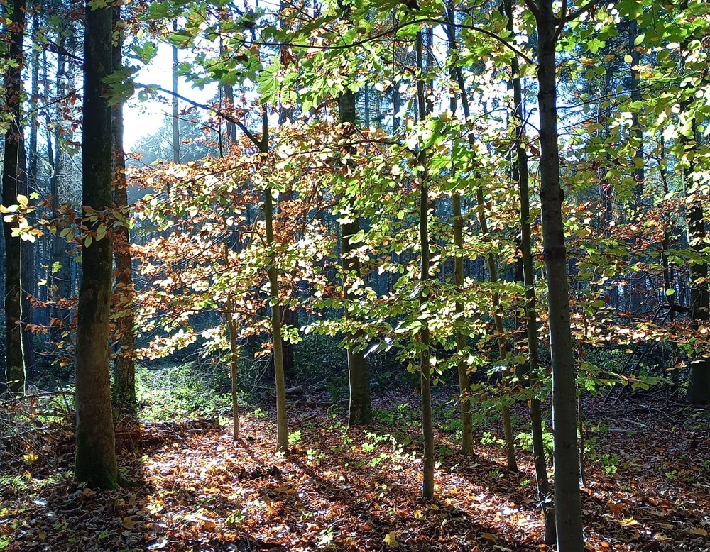 Rheda-Wiedenbrück, Grünflächen Rheda-Wiedenbrück
