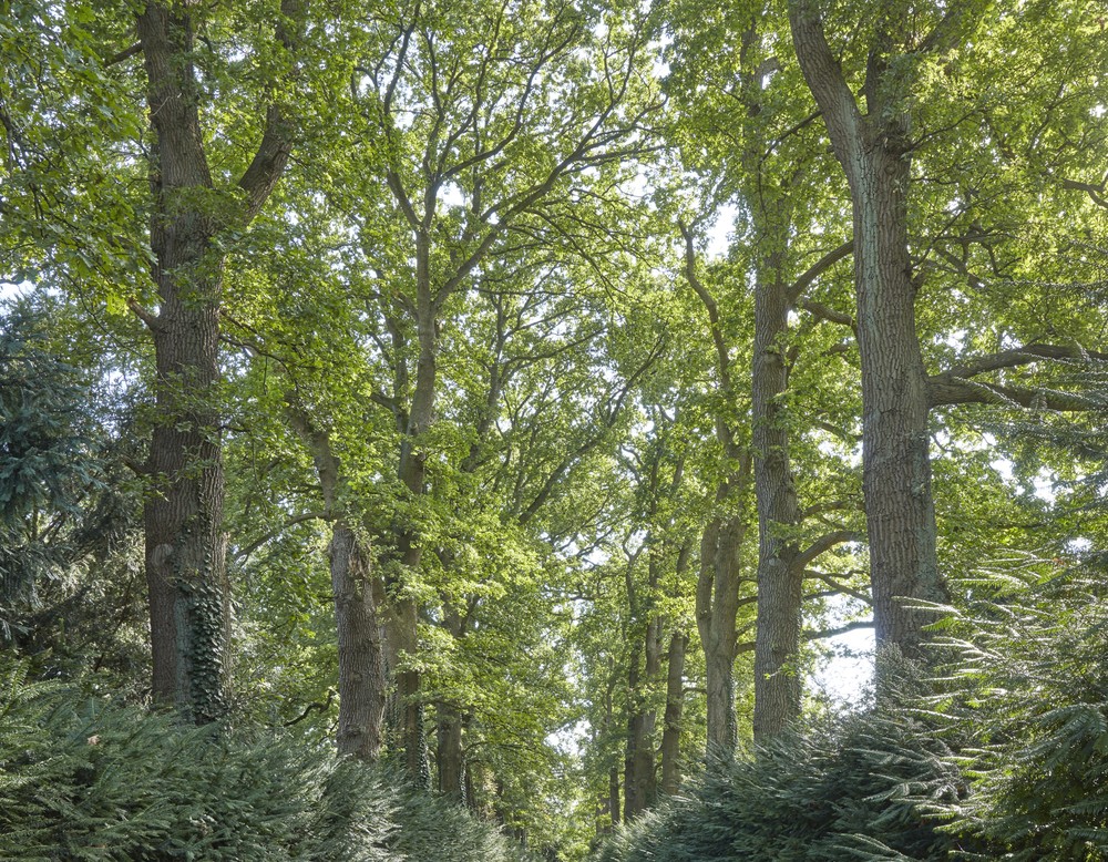 Allee mit Hecken im Schlosspark Schötmar in Bad Salzuflen