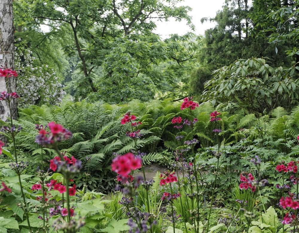 Farne und andere Gewächse im Botanischen Garten Münster.