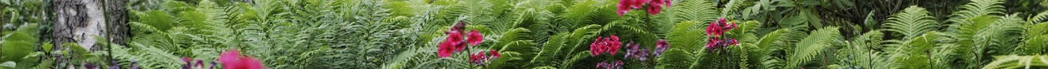 Farne und andere Gewächse im Botanischen Garten Münster.