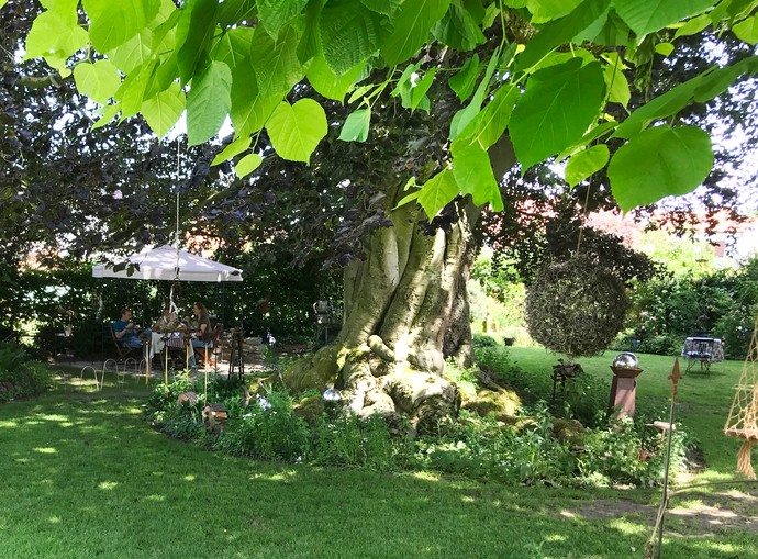 Knollenartige, hervorstehende Wurzeln der beeindruckenden  Blutbuche in Meck's nostalgischem Landgarten in Lippetal