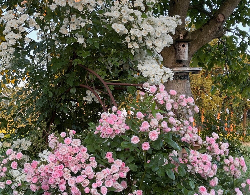 Gütersloh, Holler Gruenzeug