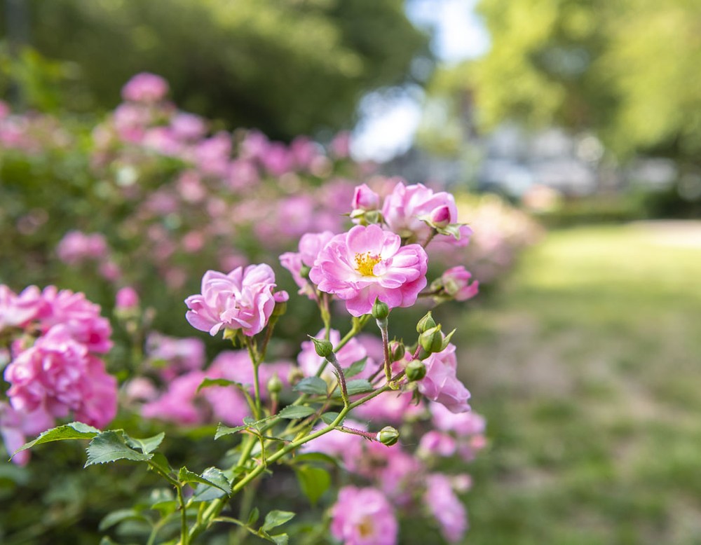 Rosenblüte, Rosensträucher, Rasenfläche im Stadtgarten Herne.