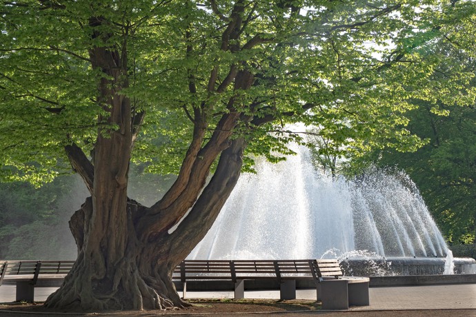 Hainbuche am Fontänenplatz im Kurpark Bad Oeyenhasuen