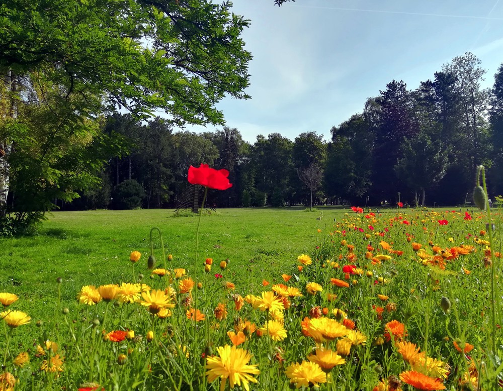 Wildblumenwiese im Kurpark Erwitte-Bad Westernkotten.