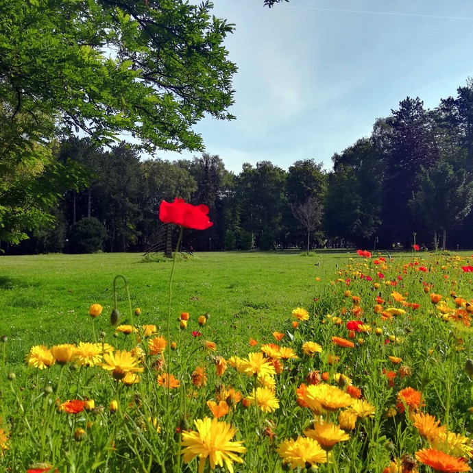 Wildblumenwiese im Kurpark Erwitte-Bad Westernkotten. (öffnet vergrößerte Bildansicht)
