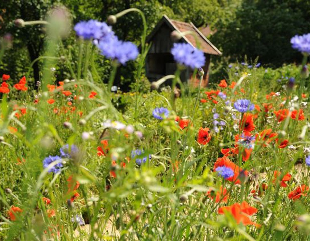 Blumen im Bauerngarten des Münsterländer Gräftenhofs im LWL Freilichtmuseum Detmold.