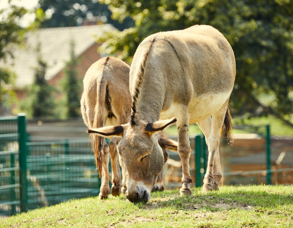 Vier-Jahreszeiten-Park, Oelde, Esel