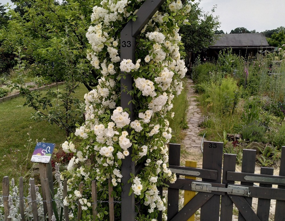 Dortmund, Garten 33 Gartenverein Friedlicher Nachbar