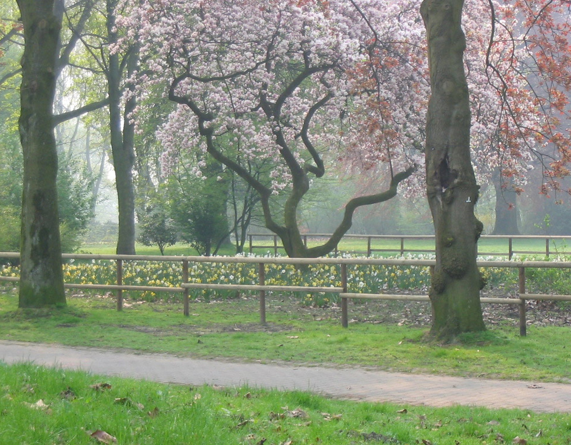Weg mit Bäumen und Blumenbeeten am Rand im Stadtgarten.