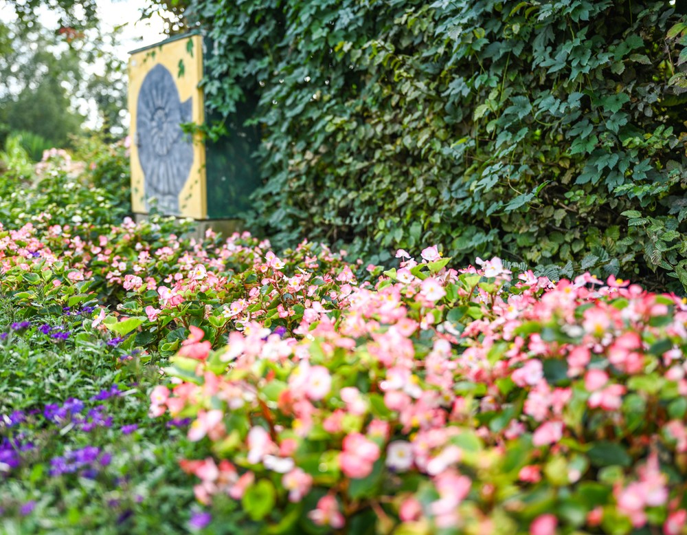 Blick auf einige der Rosengewächse im Rosengarten