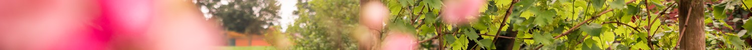 "Tage der Gärten und Parks in Westfalen-Lippe" 2025