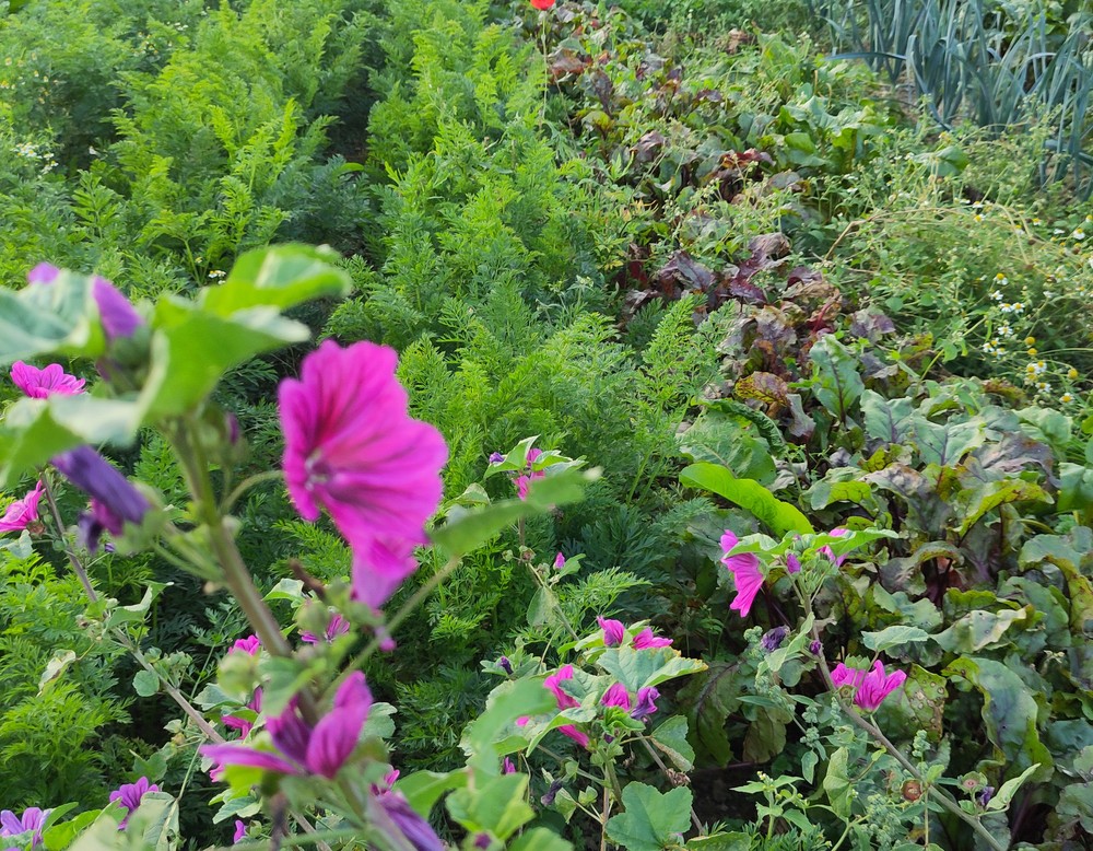 Lage, Agroforst und Gemüseacker - Solidarische Landwirtschaft Ackervielfalt eG