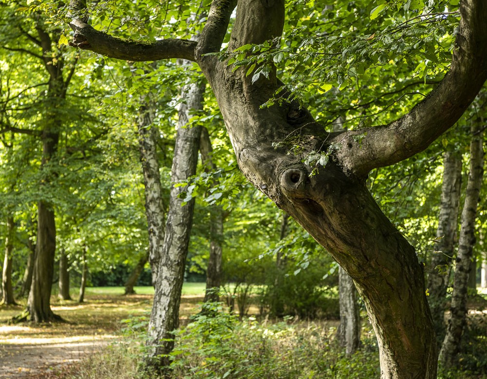 Bäume Stadtgarten Herne