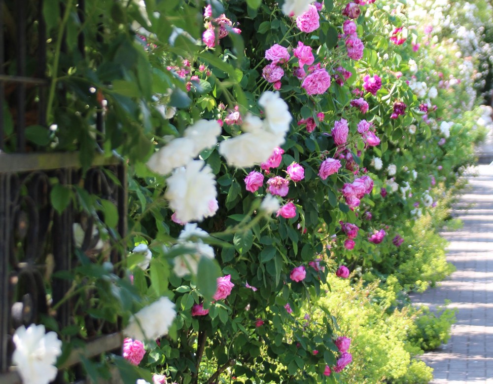 Rosendahl, Rosenzentrum Westmünsterland