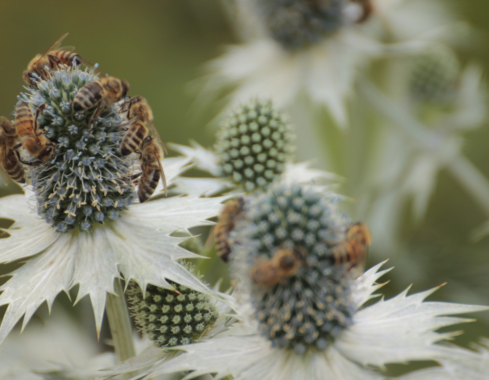 Privatgarten Lisa und Lothar van Bargen in Löhne, Distel mit Bienen