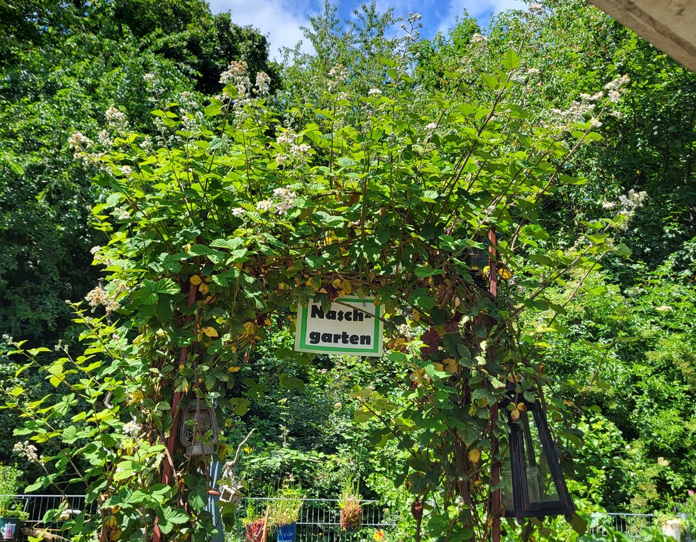 Schulgarten der Friedrich-Spee-Gesamtschule Paderborn