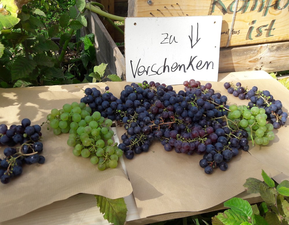 Privatgarten Michael Griesohn