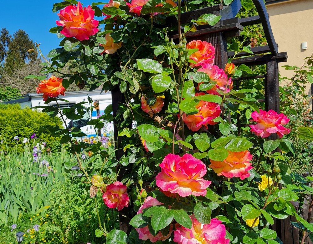 Duisburg: Kleinste Schwertlilienzucht der Welt