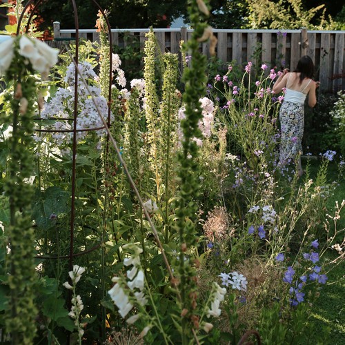 Essen: Schnittblumengarten Floris Vulgaris