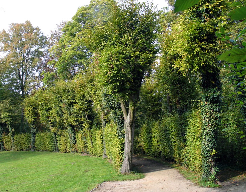 Das Heckentheater im Park von Schloss Hovestadt. Dieses ist in Form eines Halbmondes angelegt.