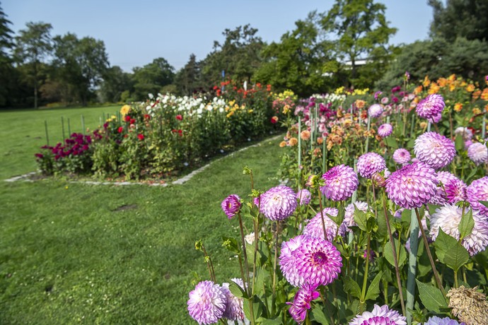 Westfalenpark Dortmund, Blumenbeete