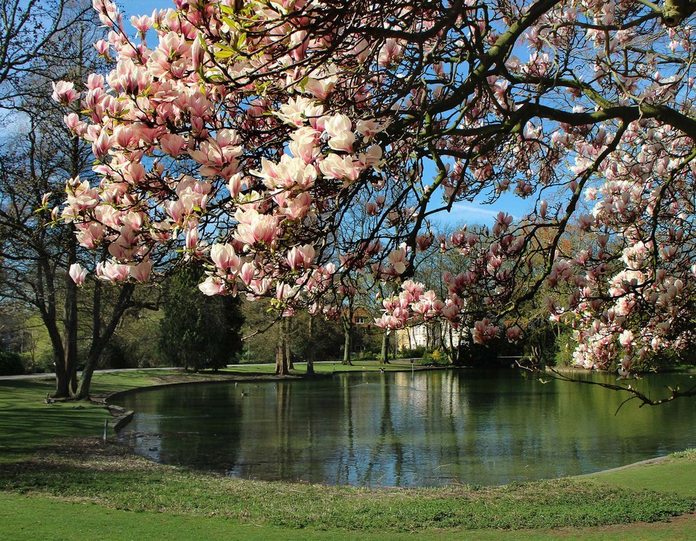 Zweige eines Magnolienbaumes, der am Teich des Stadtgartens Gelsenkirchen steht.