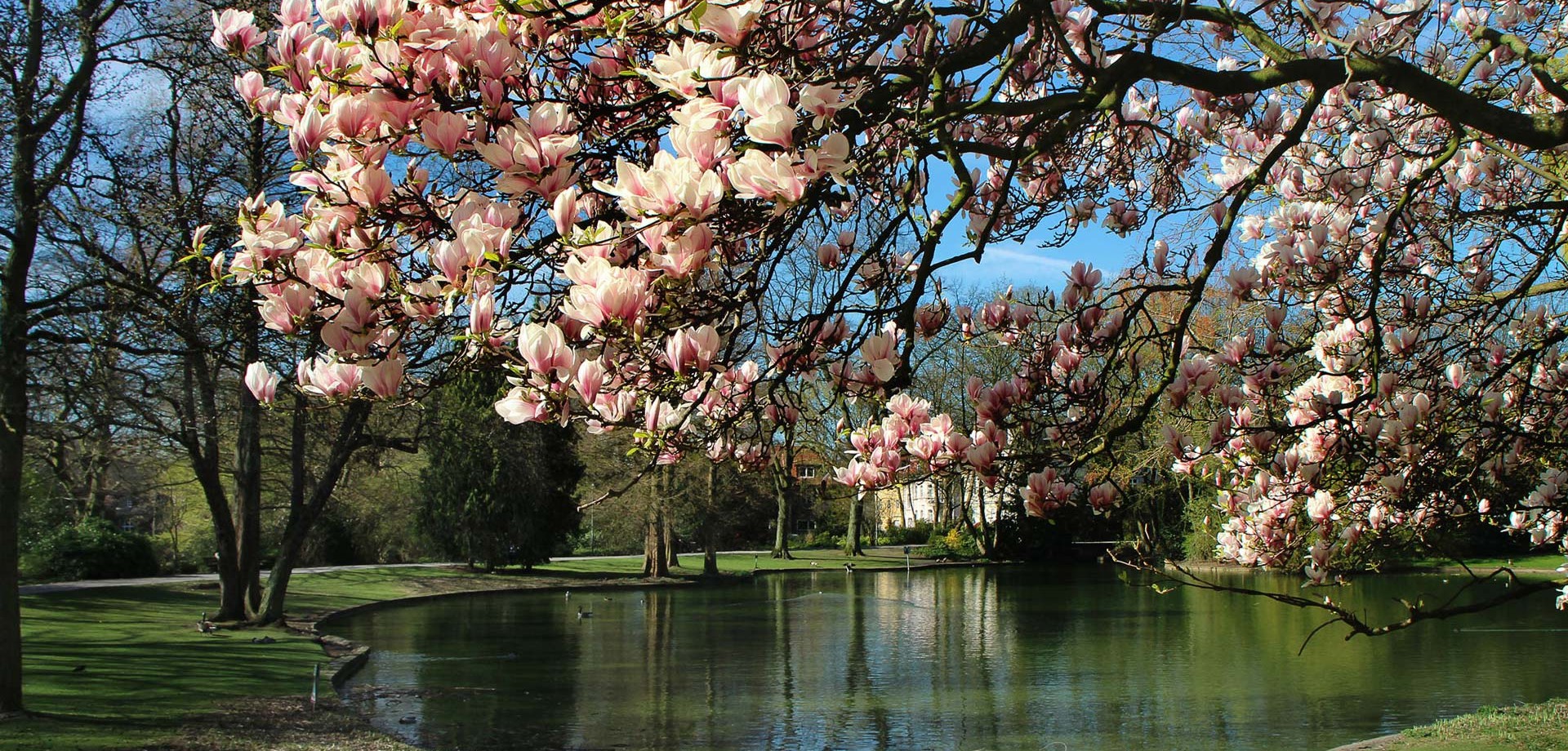 Zweige eines Magnolienbaumes, der am Teich des Stadtgartens Gelsenkirchen steht.